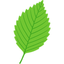 Slippery Elm