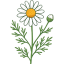 German Chamomile